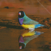 Gouldian Finch Diamond Painting