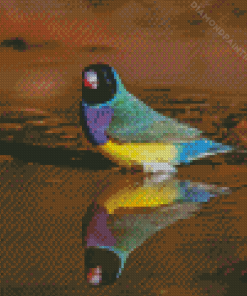 Gouldian Finch Diamond Painting