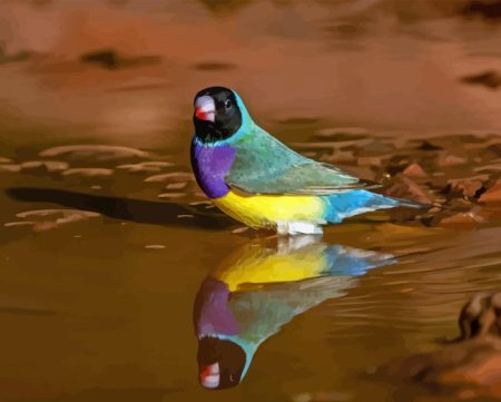 Gouldian Finch Diamond Painting