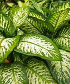 Green And White Leaves Diamond Painting