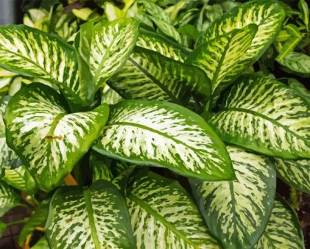 Green And White Leaves Diamond Painting