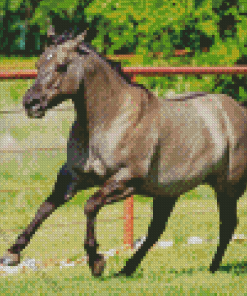 Grullo Horse Diamond Painting