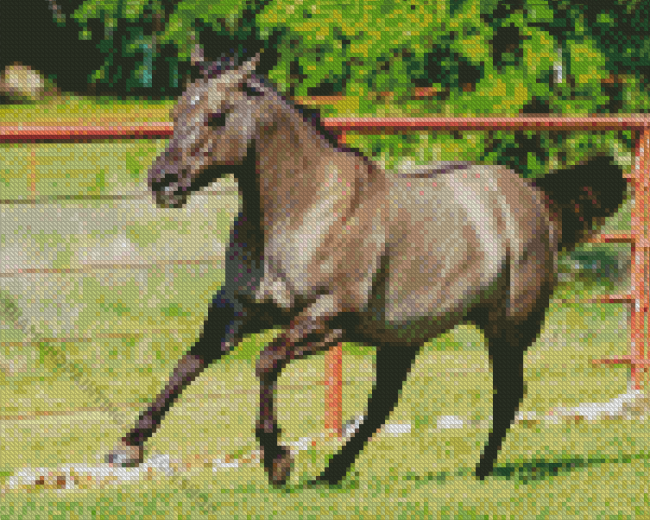 Grullo Horse Diamond Painting