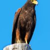 Harris Hawk Diamond Painting