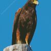 Harris Hawk Diamond Painting