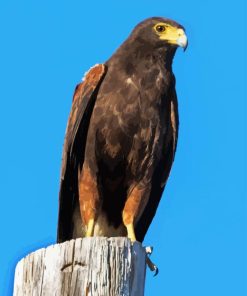 Harris Hawk Diamond Painting