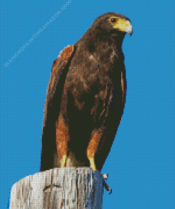 Harris Hawk Diamond Painting