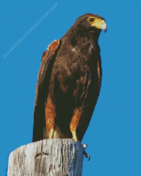 Harris Hawk Diamond Painting