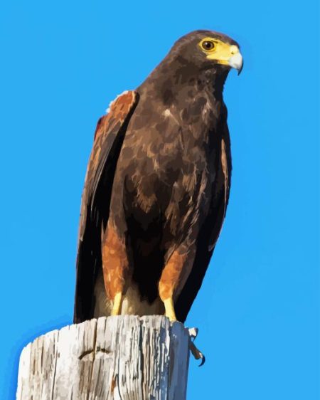 Harris Hawk Diamond Painting