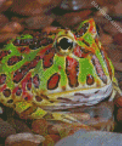 Horned Frog Diamond Painting