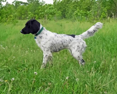 Large Munsterlander Diamond Painting