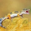 Leopard Gecko Diamond Painting