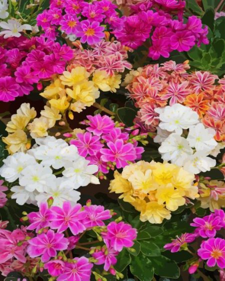 Lewisia Elise Mixed Diamond Painting