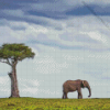 Maasai Mara Elephant Diamond Painting