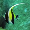 Moorish Idol Diamond Painting