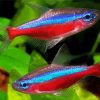 Neon Tetra Fishes Diamond Painting