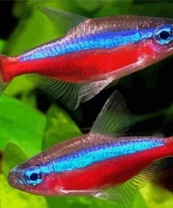 Neon Tetra Fishes Diamond Painting