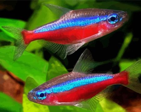 Neon Tetra Fishes Diamond Painting