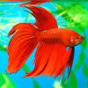 Orange Betta Fish Diamond Painting