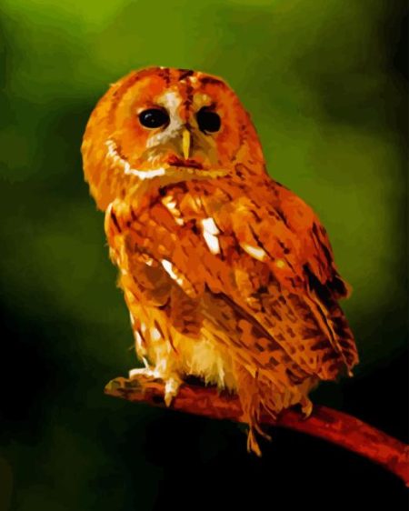 Orange Owl Diamond Painting