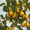 Pears Still Life Tree Diamond Painting