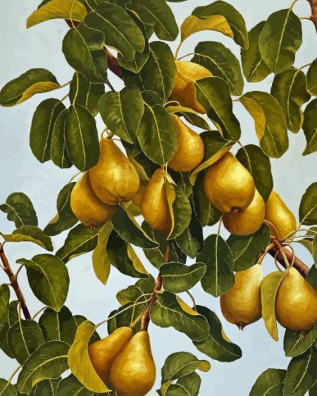 Pears Still Life Tree Diamond Painting