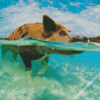 Pig In The Beach Diamond Painting