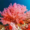 Pink Sea Fan Corals Diamond Painting