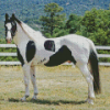 Pinto Horse Diamond Painting