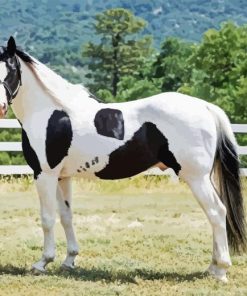 Pinto Horse Diamond Painting