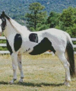 Pinto Horse Diamond Painting