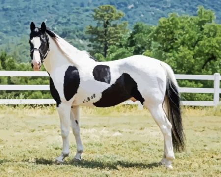 Pinto Horse Diamond Painting