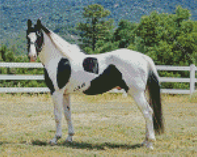 Pinto Horse Diamond Painting