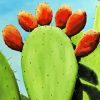 Prickly Pears Diamond Painting