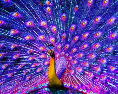 Purple Peacock Diamond Painting