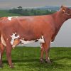 Red Norwegian Cattle Diamond Painting