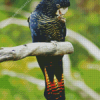 Red Tailed Black Cockatoo Diamond Painting