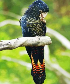 Red Tailed Black Cockatoo Diamond Painting