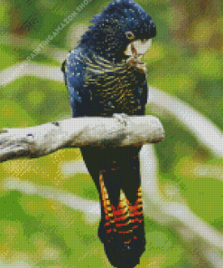 Red Tailed Black Cockatoo Diamond Painting