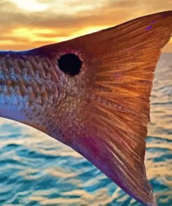 Redfish Tail Diamond Painting