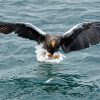 Sea Eagle Catching Fish Diamond Painting