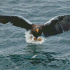 Sea Eagle Catching Fish Diamond Painting