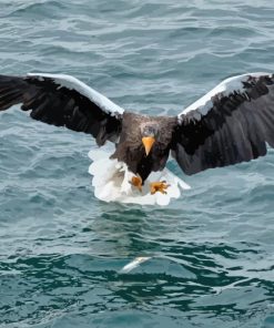 Sea Eagle Catching Fish Diamond Painting