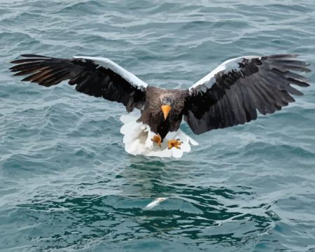 Sea Eagle Catching Fish Diamond Painting