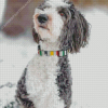 Sheepadoodle Diamond Painting