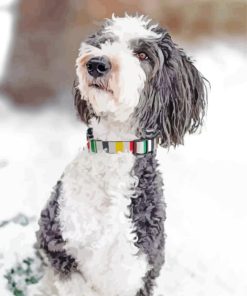 Sheepadoodle Diamond Painting