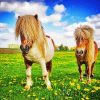 Shetland Ponies Diamond Painting