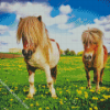 Shetland Ponies Diamond Painting