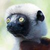 Sifaka Diamond Painting