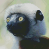 Sifaka Diamond Painting